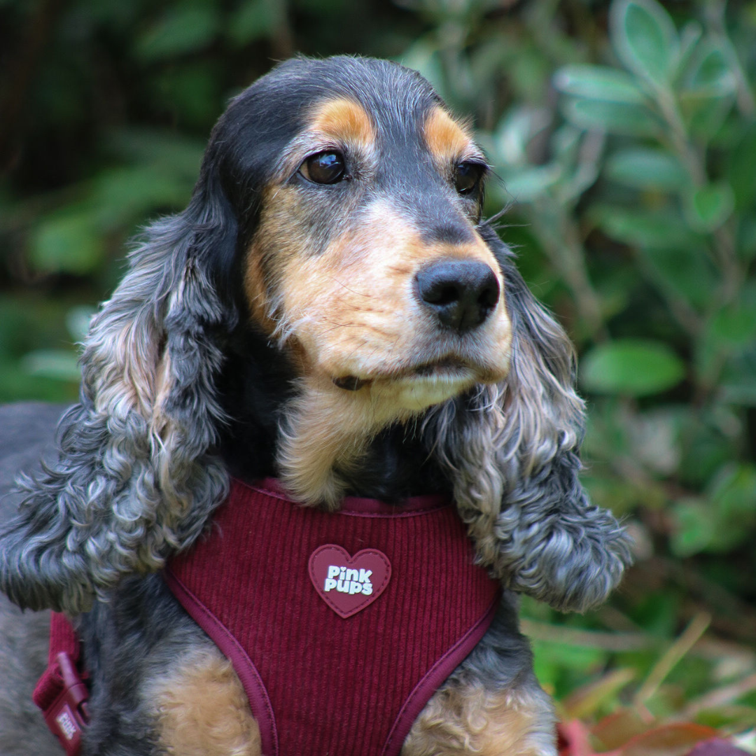 Mulled Plum Corduroy Dog Harness