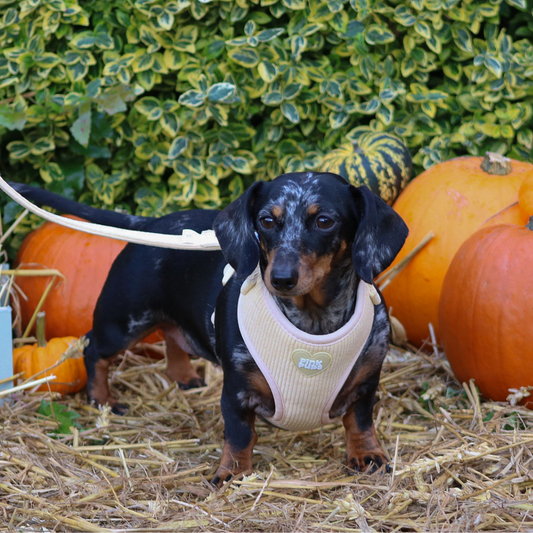 Vanilla Latte Dog Harness