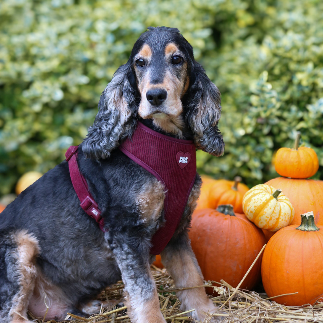 Mulled Plum Corduroy Dog Harness