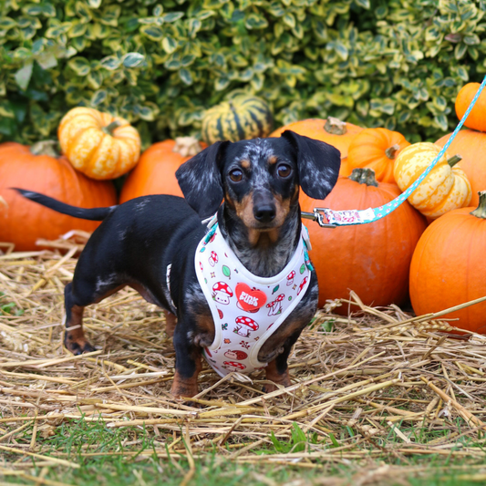 Woodland Whimsy Dog Harness