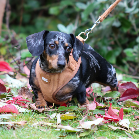 Toffee Apple Corduroy Dog Harness