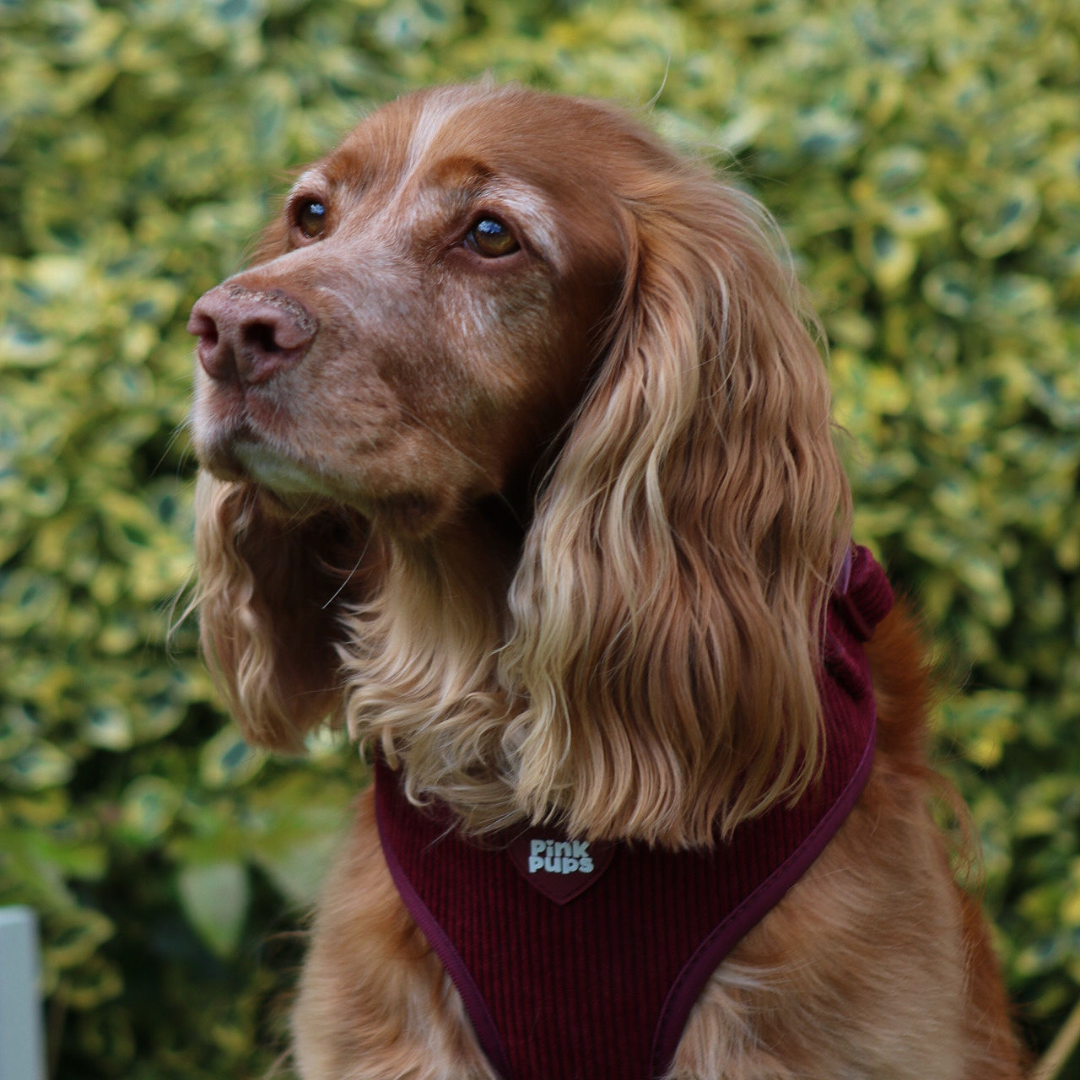 Mulled Plum Corduroy Dog Harness