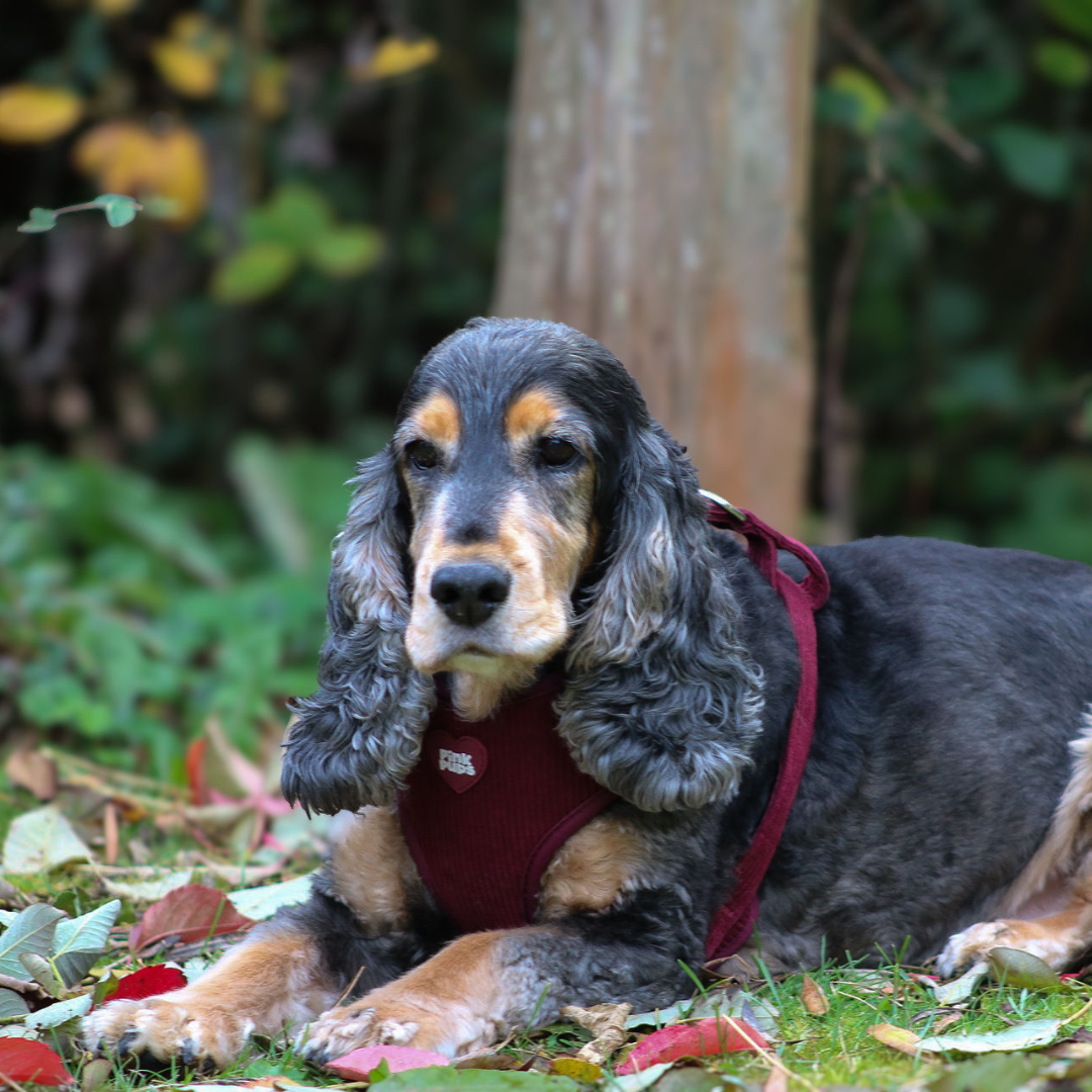 Mulled Plum Corduroy Dog Harness