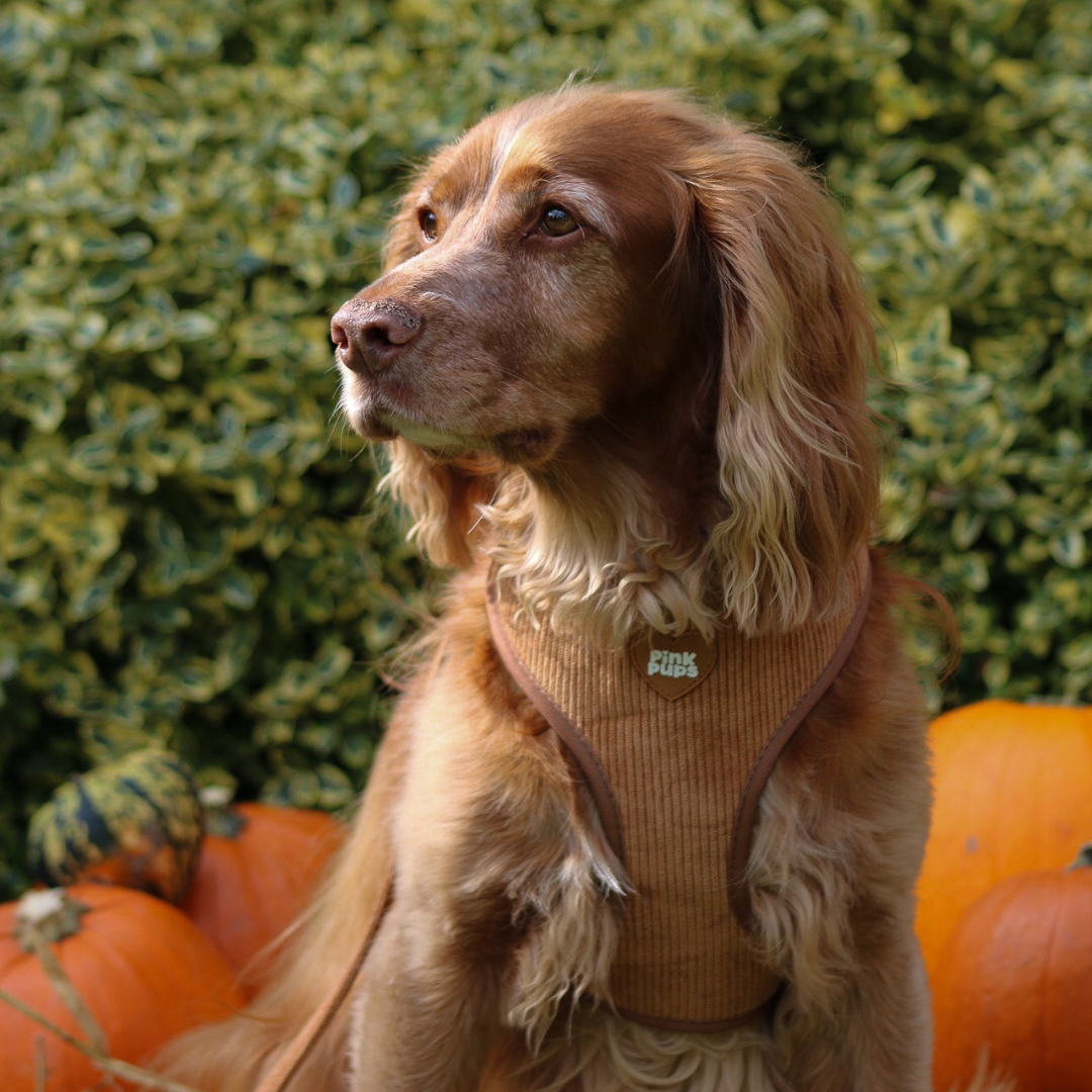 Toffee Apple Corduroy Dog Harness