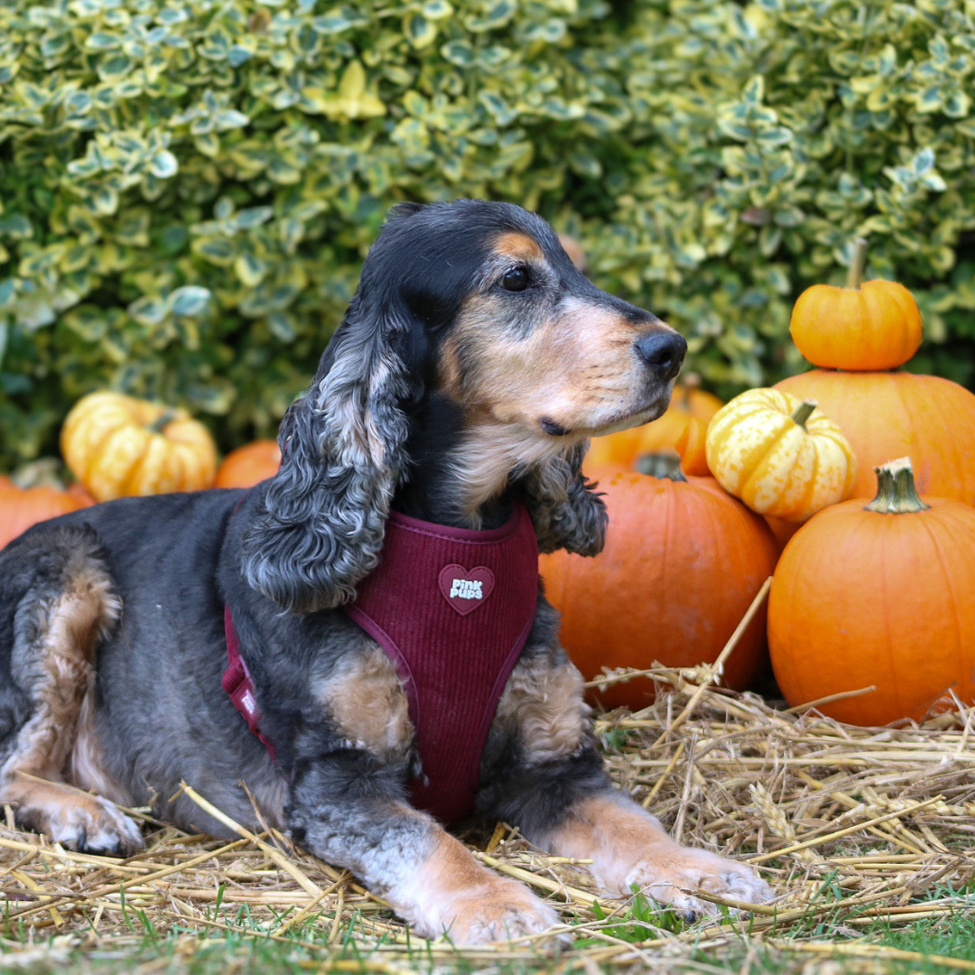 Mulled Plum Corduroy Dog Harness