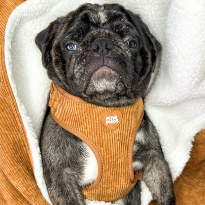 Toffee Apple Corduroy Dog Harness