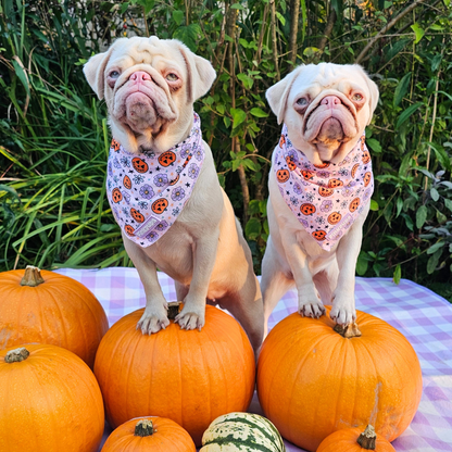 Pumpkins and Petals Halloween Bandana