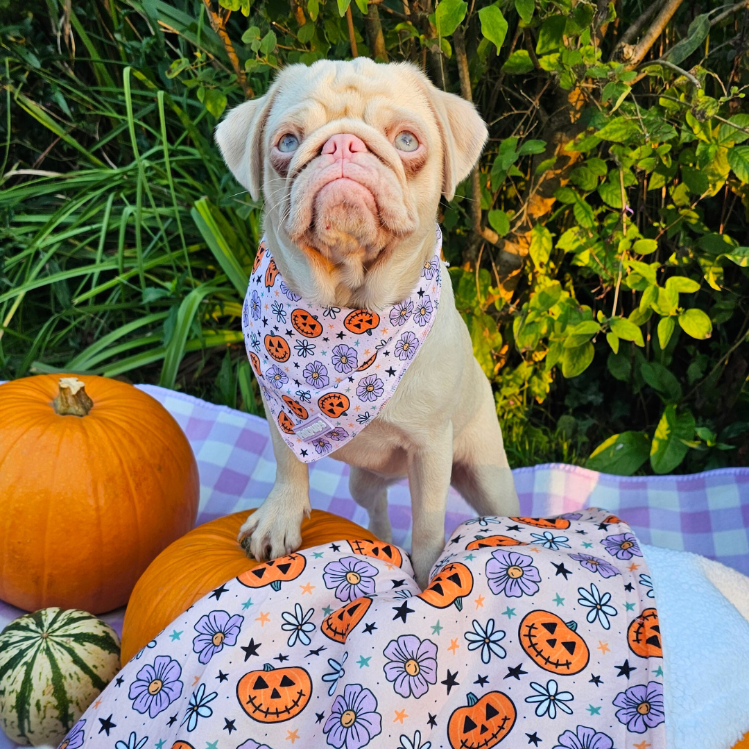 Pumpkins and Petals Halloween Bandana