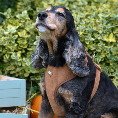 Toffee Apple Corduroy Dog Harness