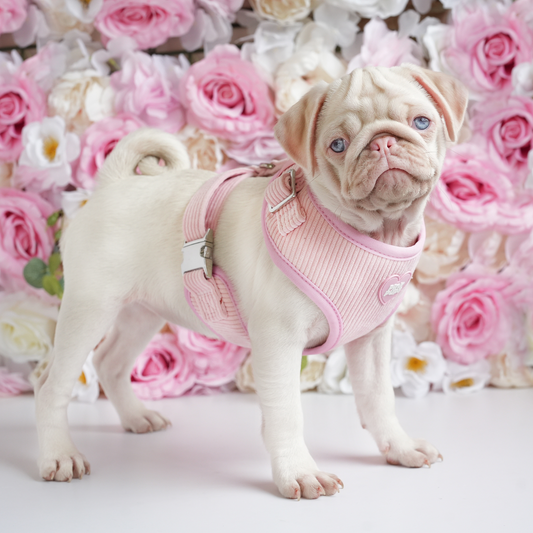 Blush Corduroy Dog Harness