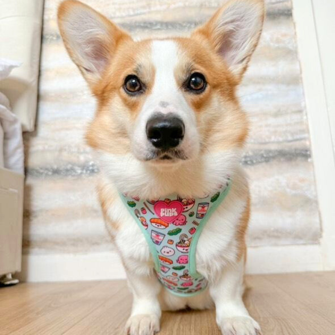 Dumpling Dog Harness