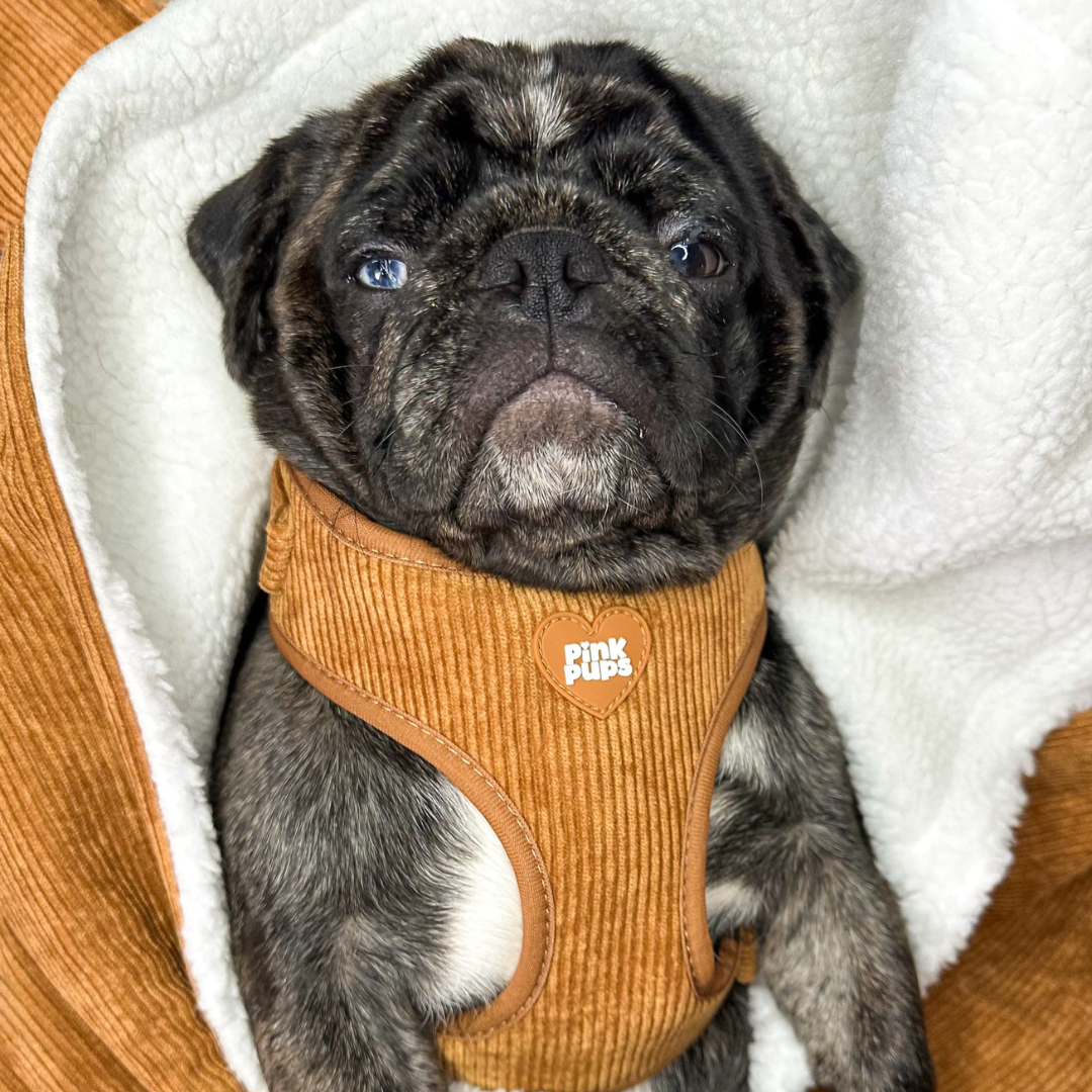 Toffee Apple Corduroy Fleece Blanket